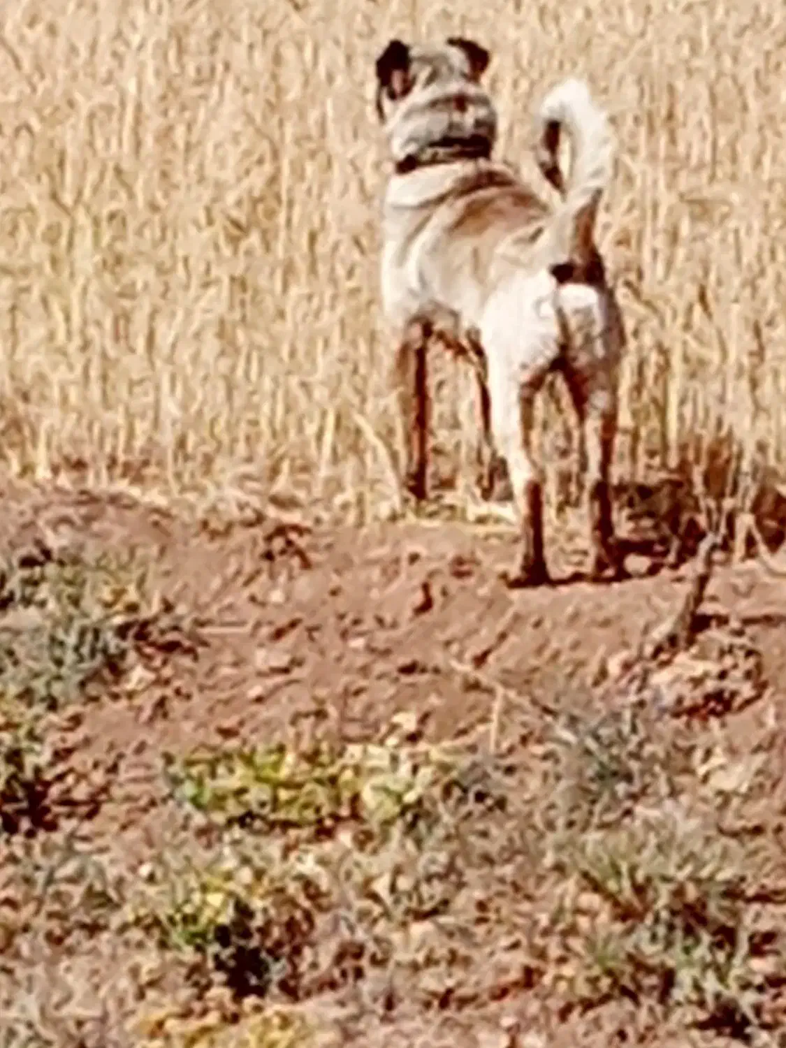 سگ سرابی|سگ|قیدار, |دیوار