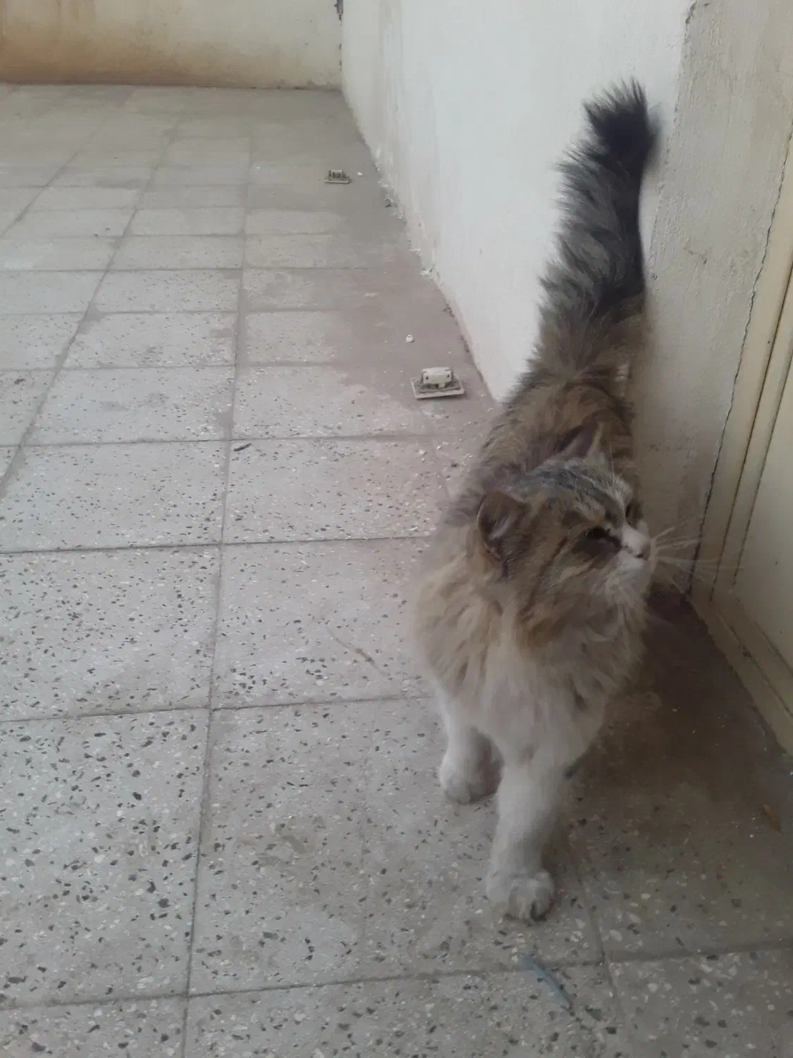 گربه خانگی|گربه|سبزوار, امام خمینی (ناوی)|دیوار