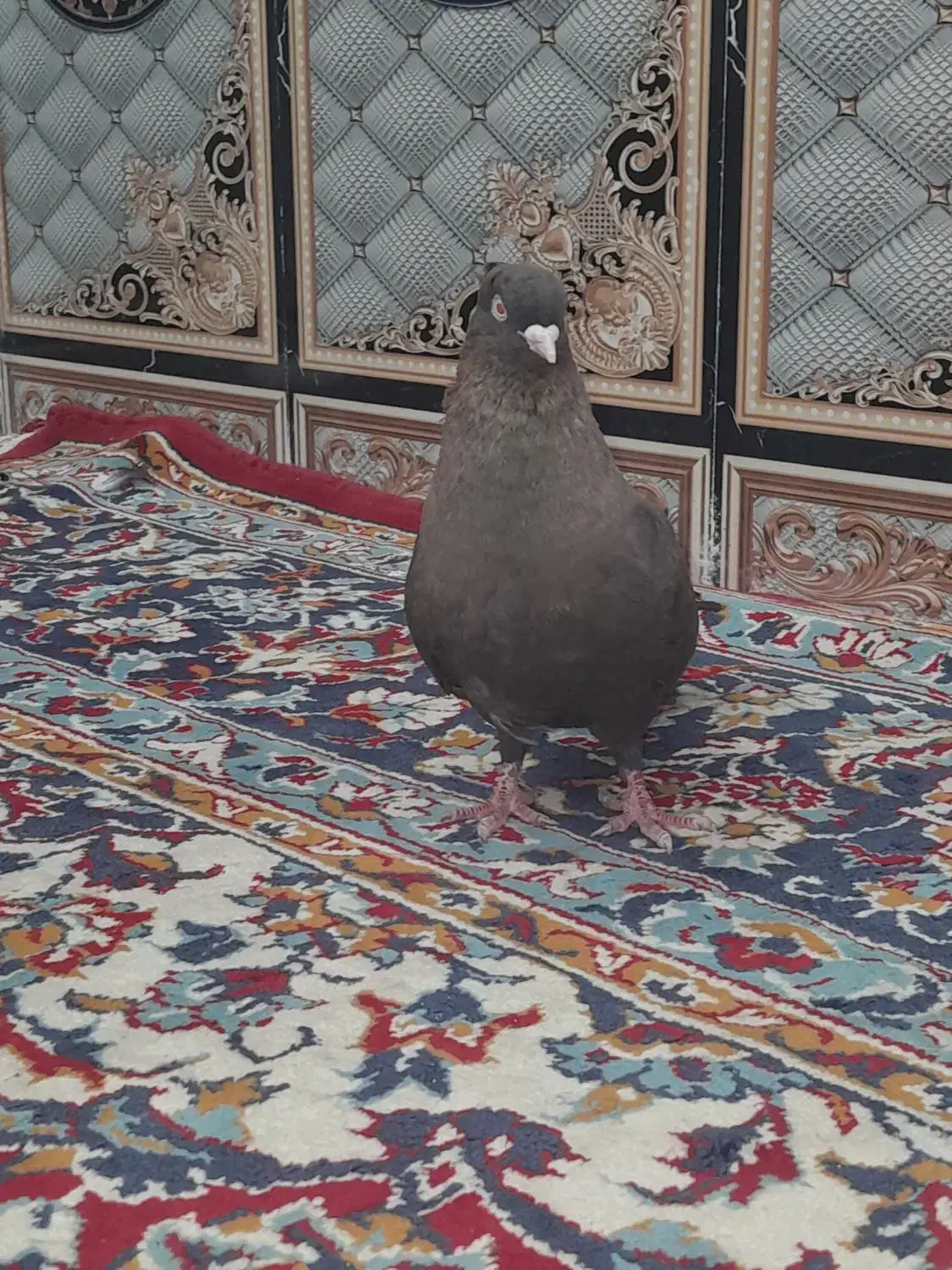 1500000|پرنده|شادگان, |دیوار