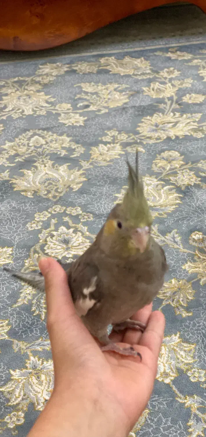 عروس نر رام و دستی چهار ماهه|پرنده|تهران, افسریه جنوبی|دیوار