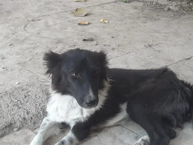 توله قهدریجونی دو نر دو ماده|سگ|بهبهان, |دیوار