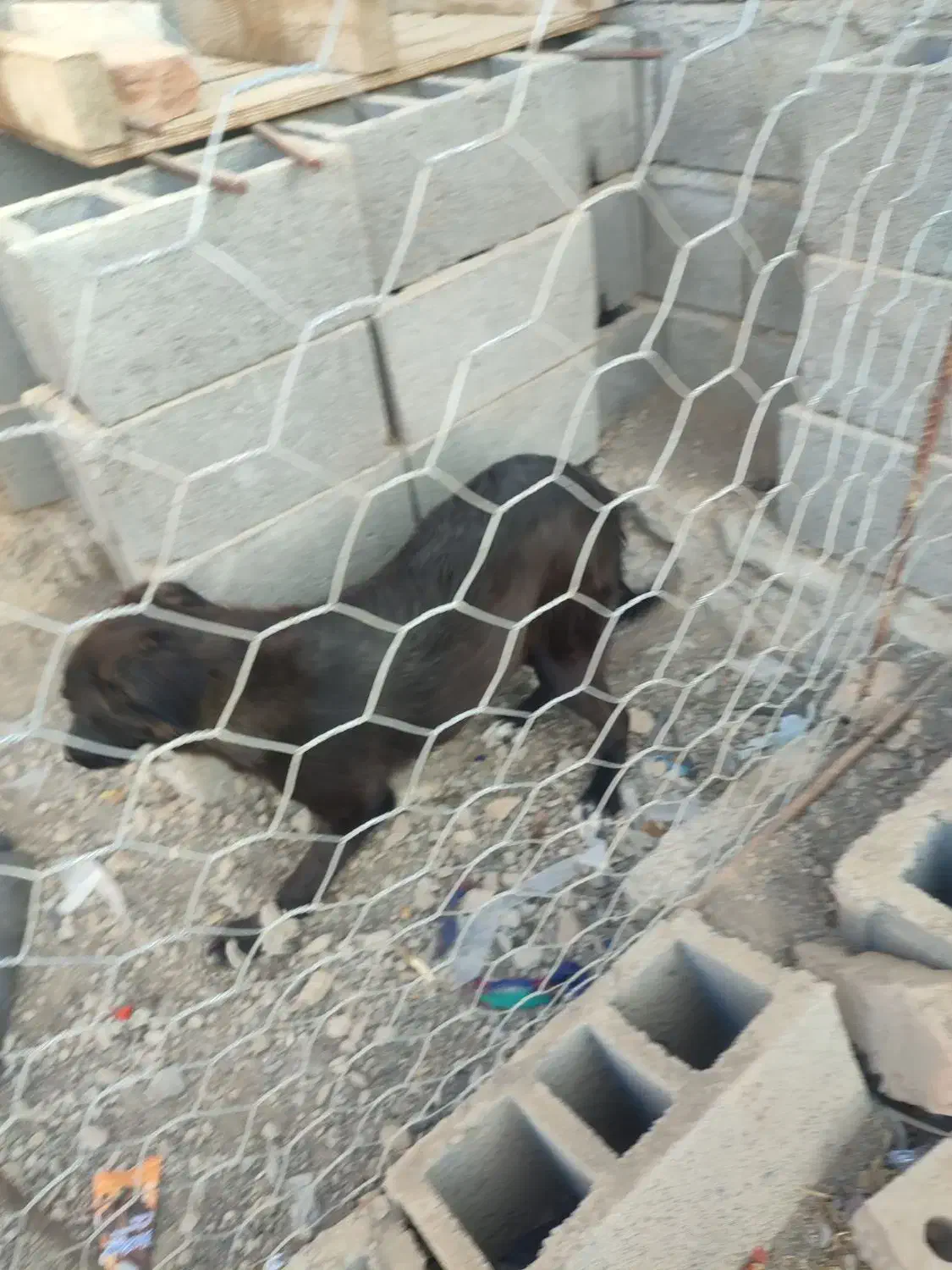 سگ نگهبان|سگ|فنوج, |دیوار