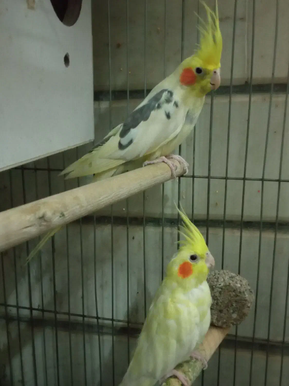 عروس هلندی جفت|پرنده|کاشان, لتحر|دیوار