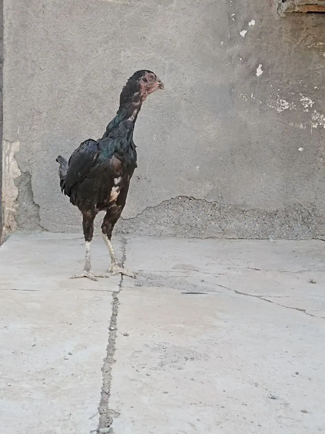 مرغ ذات دار|پرنده|بندرعباس, |دیوار