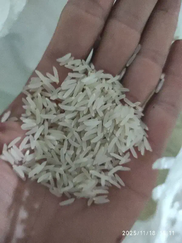 برنج فجر سوزنی امساله|خوردنی و آشامیدنی|گرگان, |دیوار