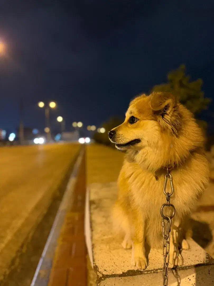 پت سگ|سگ|جم, |دیوار