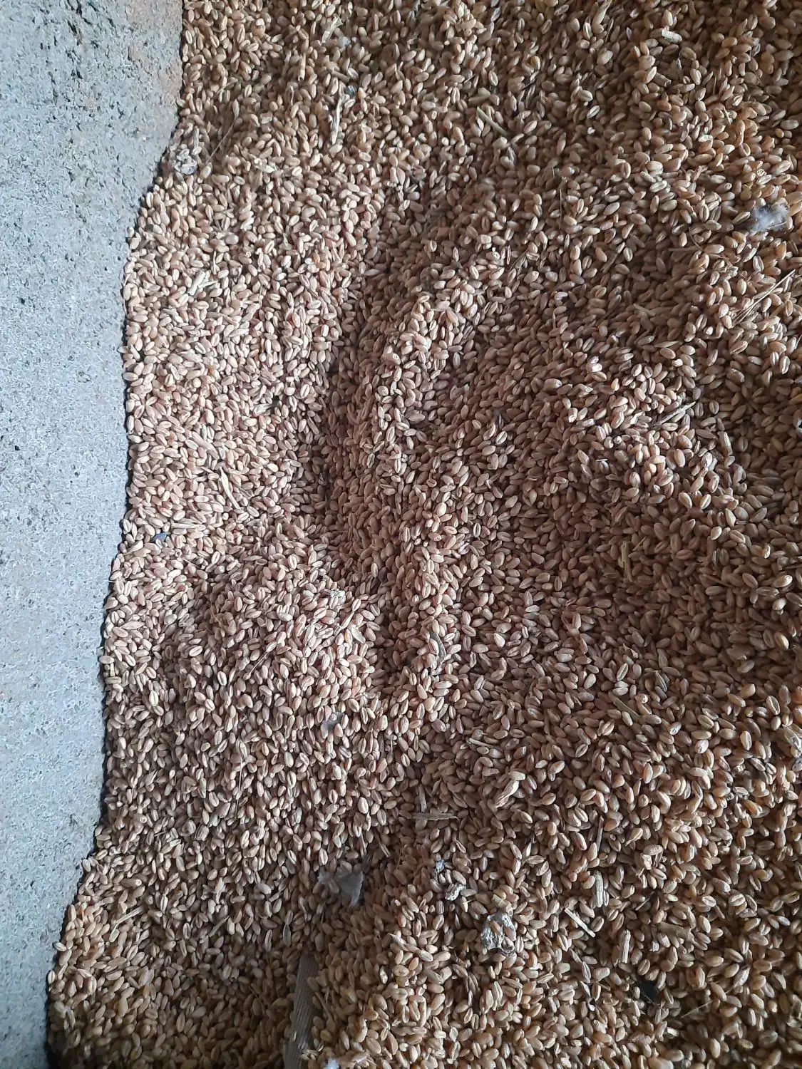 گندم‌پیشگام|عمده‌فروشی|مشهد, رباط طرق|دیوار