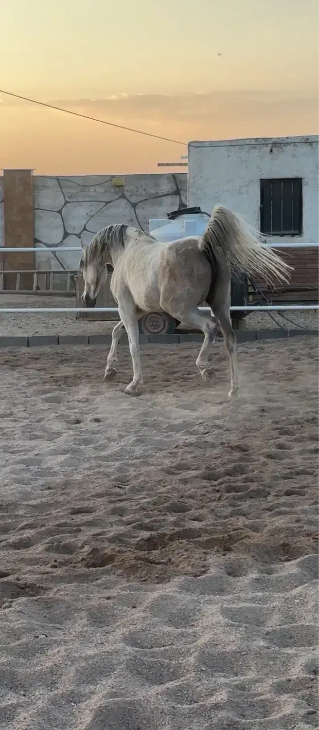 مادیان عرب ۶ دانگ دمگیر|اسب و تجهیزات اسب‌سواری|تهران, پاسداران|دیوار