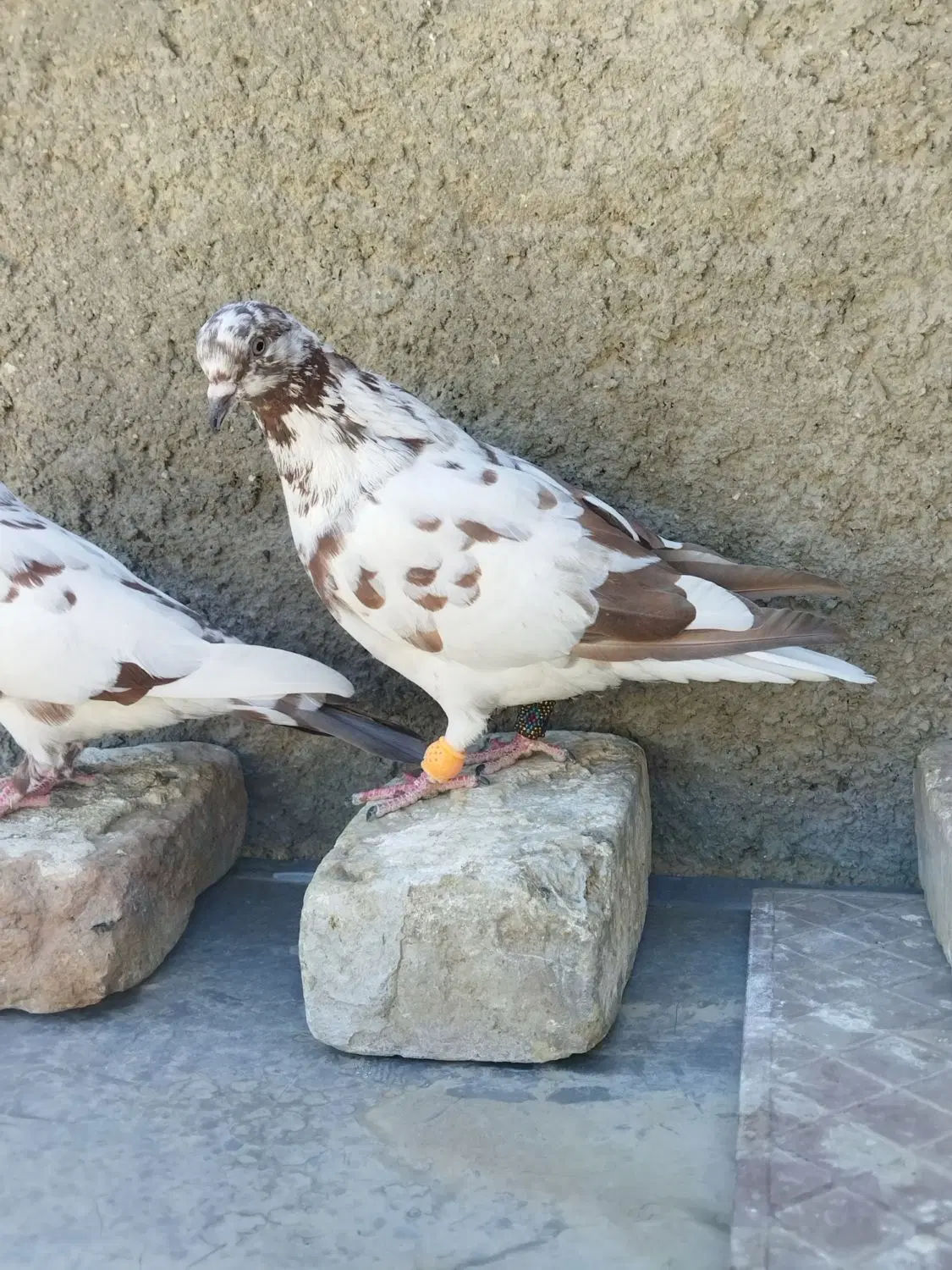 کفتر|پرنده|زاهدان, |دیوار