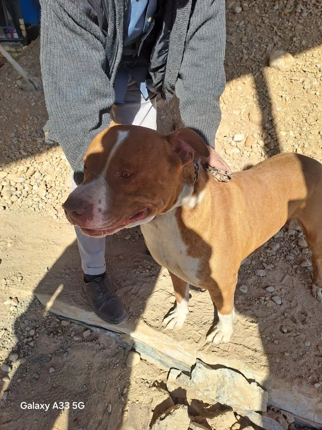 سگ بیت بول|سگ|مشهد, قائم|دیوار