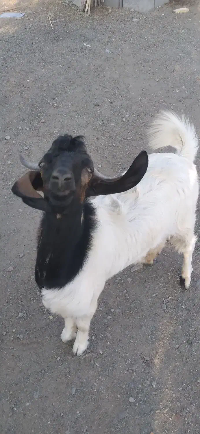 فروش گوسفند|حیوانات مزرعه|قلعه گنج, |دیوار