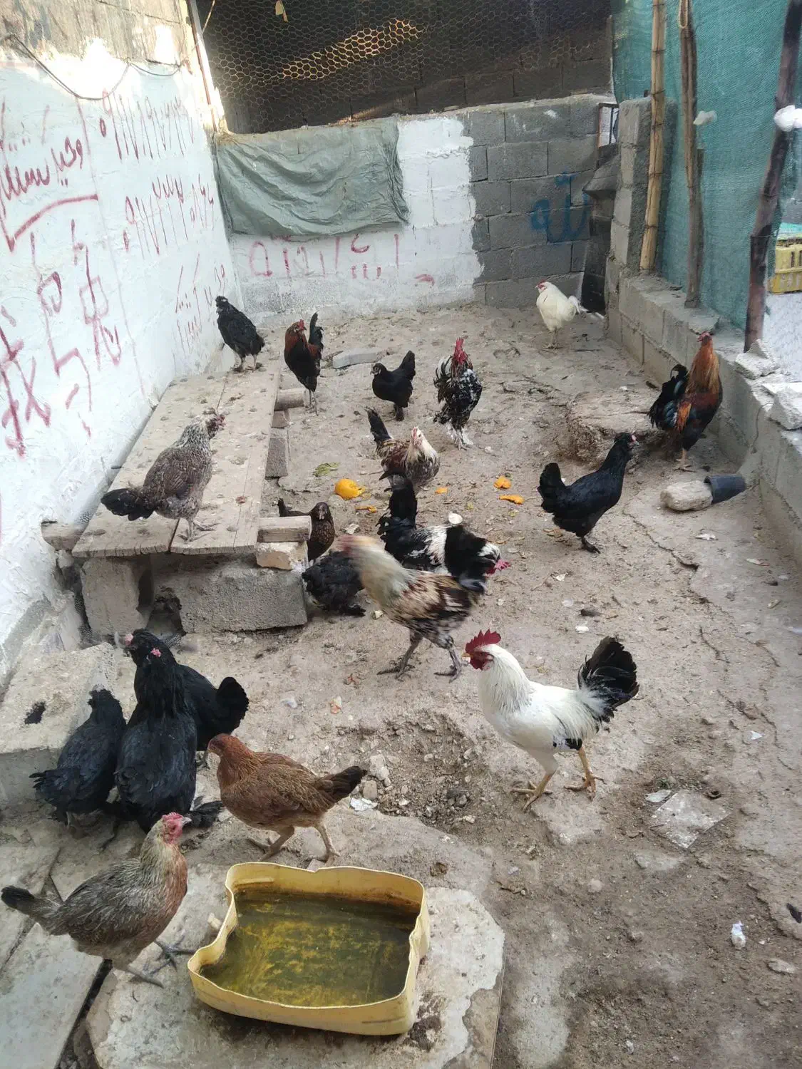 مرغ خروس محلی چاه قائدی وحید کشتکار|حیوانات مزرعه|لامرد, |دیوار