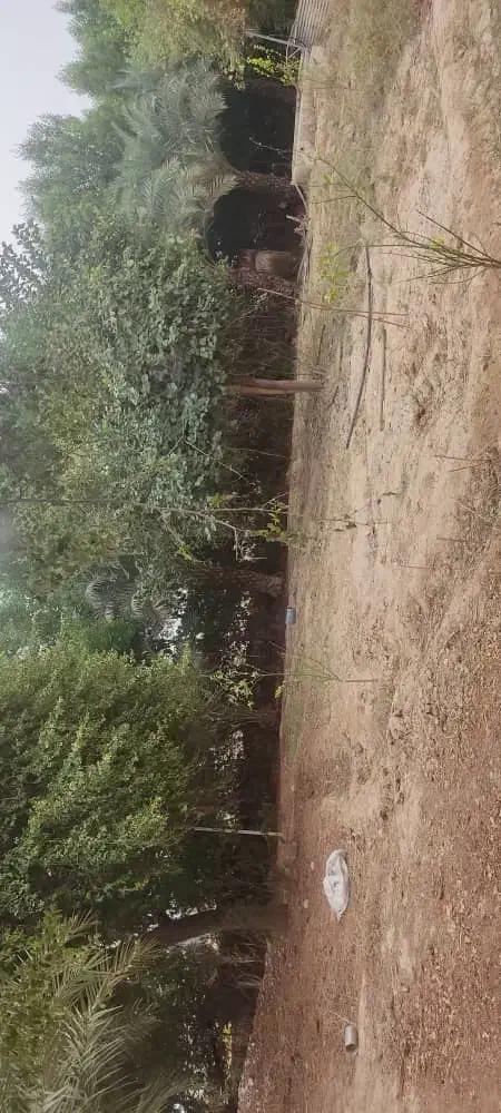 فروش زمین برای ساخت ویلا|فروش زمین و ملک کلنگی|شوشتر, |دیوار