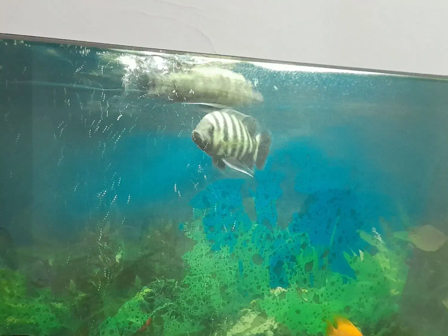 ماهی|ماهی|قزوین, |دیوار