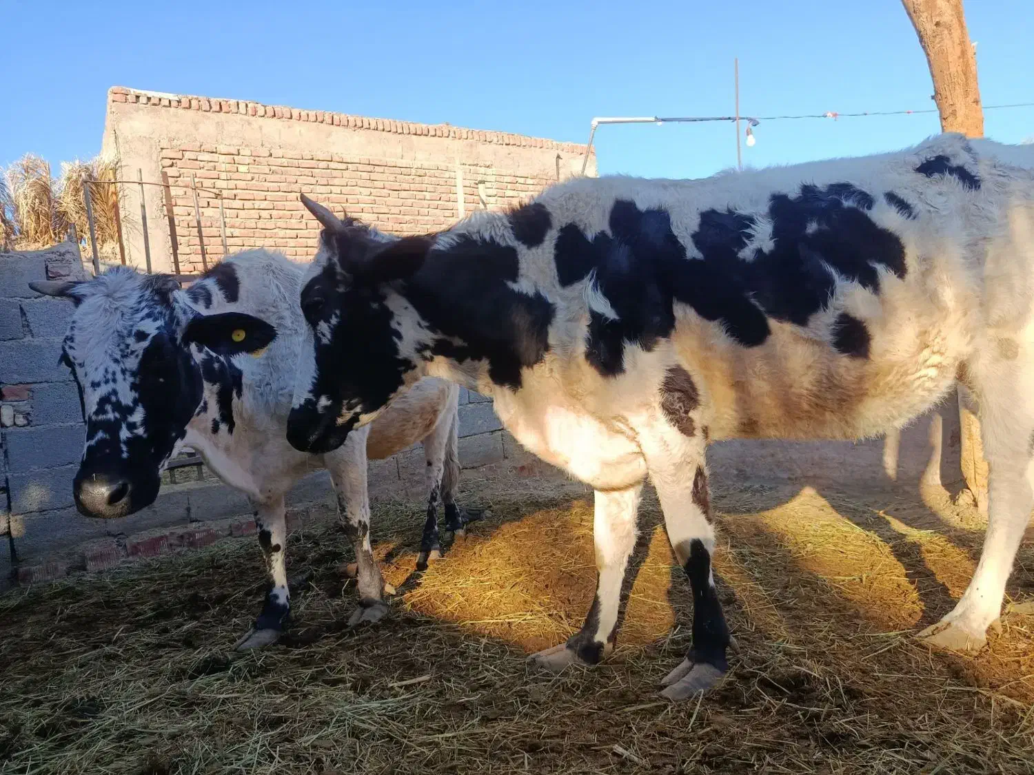 گاو و گوساله شهداد|حیوانات مزرعه|کرمان, |دیوار