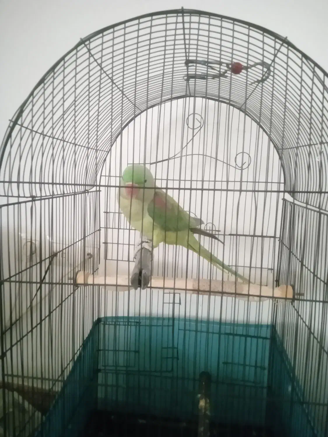 شاه طوطی با قفس سالم،وخیلی،سرحال|پرنده|سنندج, |دیوار