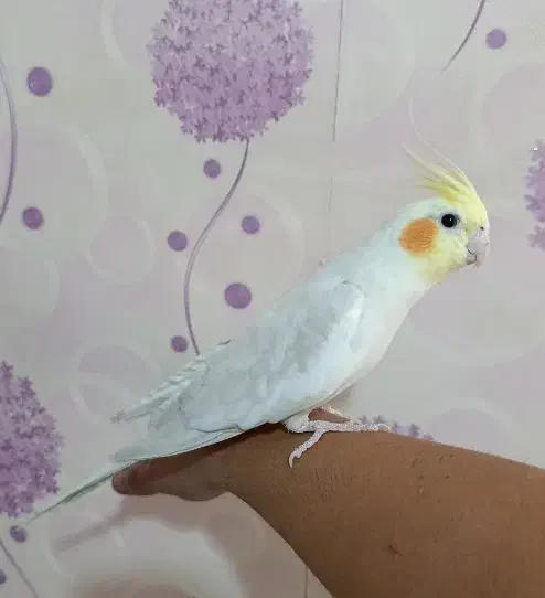 عروس هلندی جفت مولد رامه رام لوتینو|پرنده|تهران, شهید رجایی|دیوار