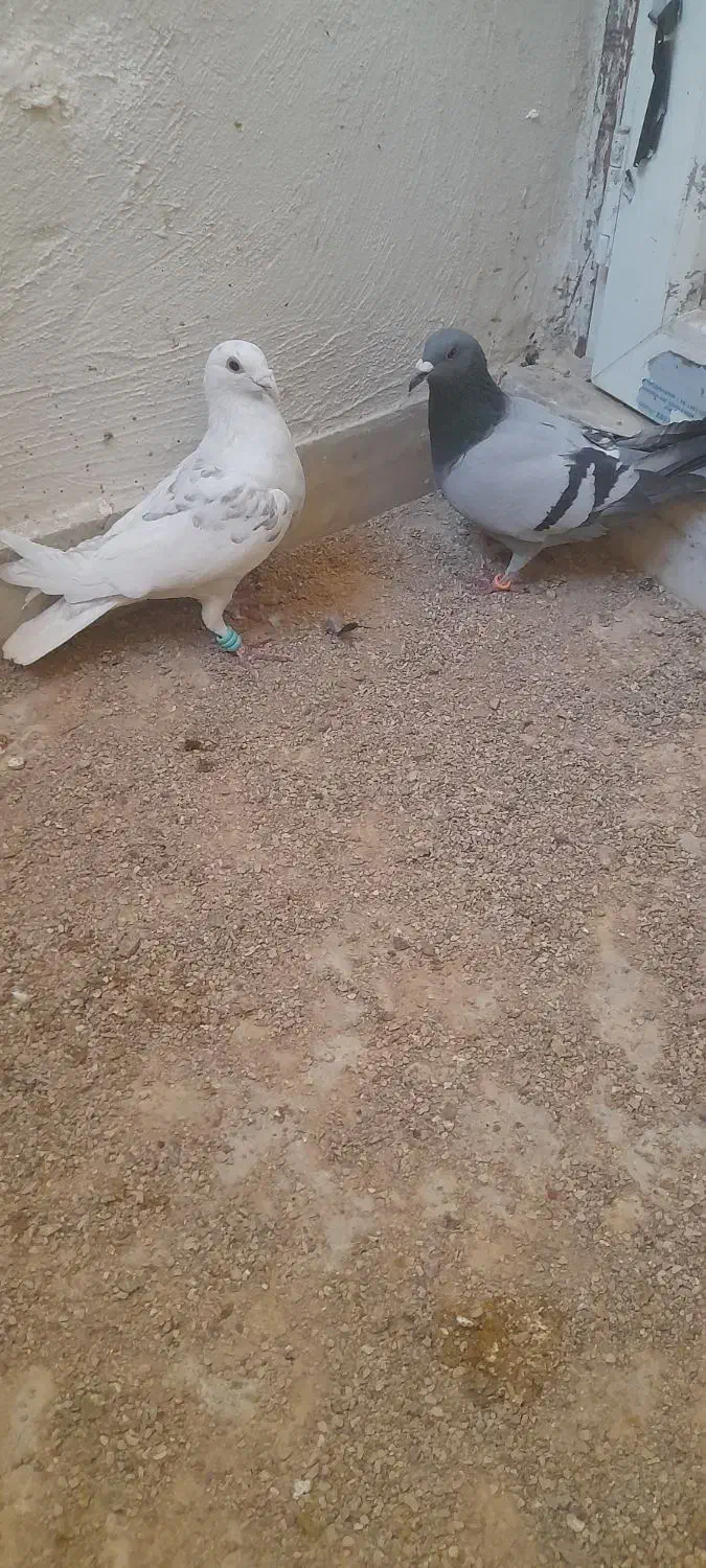 کبوتر|پرنده|فسا, |دیوار