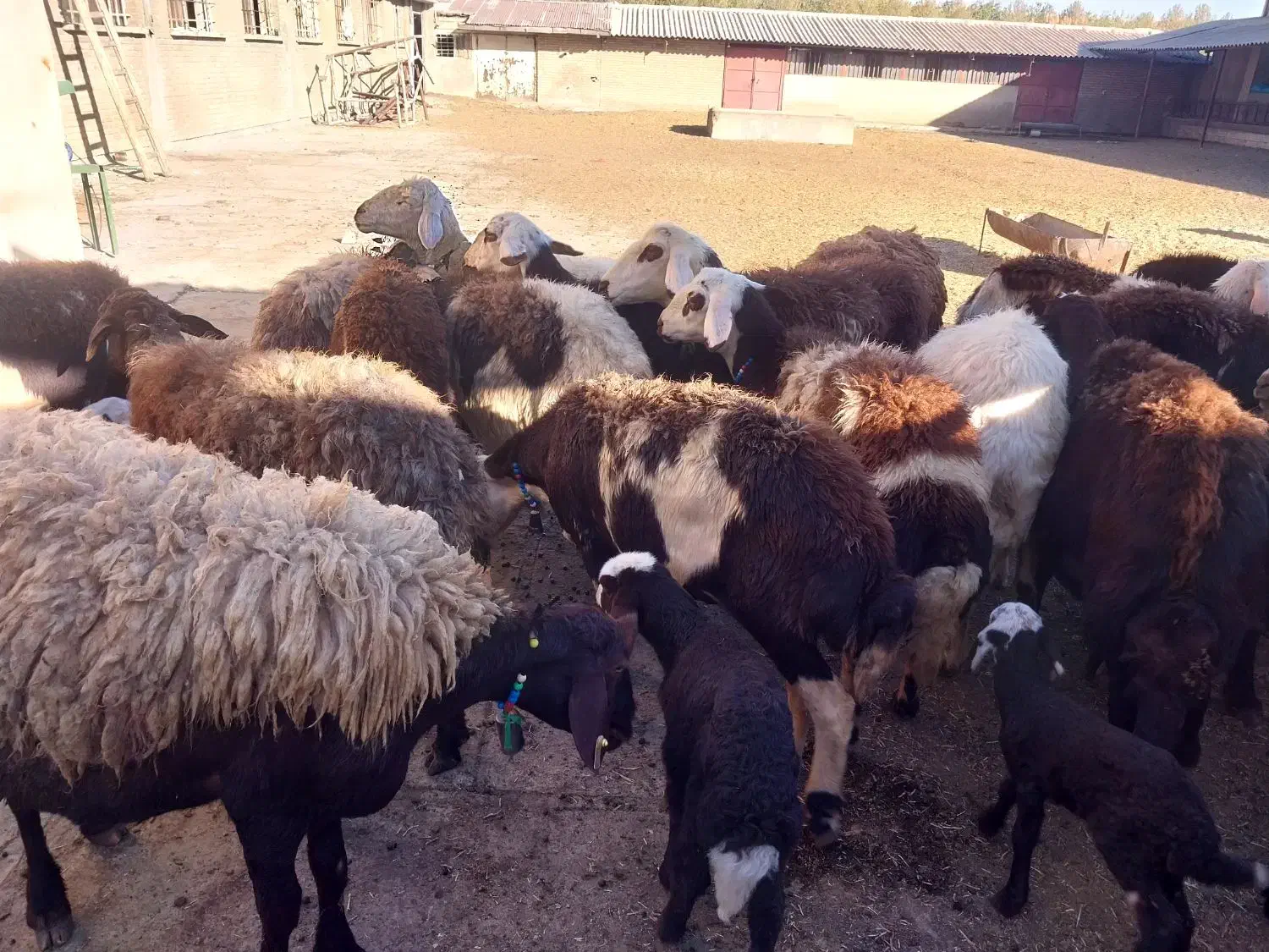 ۲۰راس میش وبره پلنگی|حیوانات مزرعه|شیروان (لرستان), |دیوار