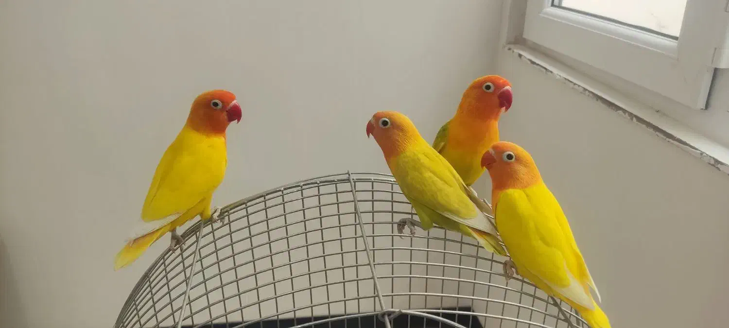 طوطی کوتوله برزیلی « فیشر رنگ خاص»|پرنده|قروه, |دیوار