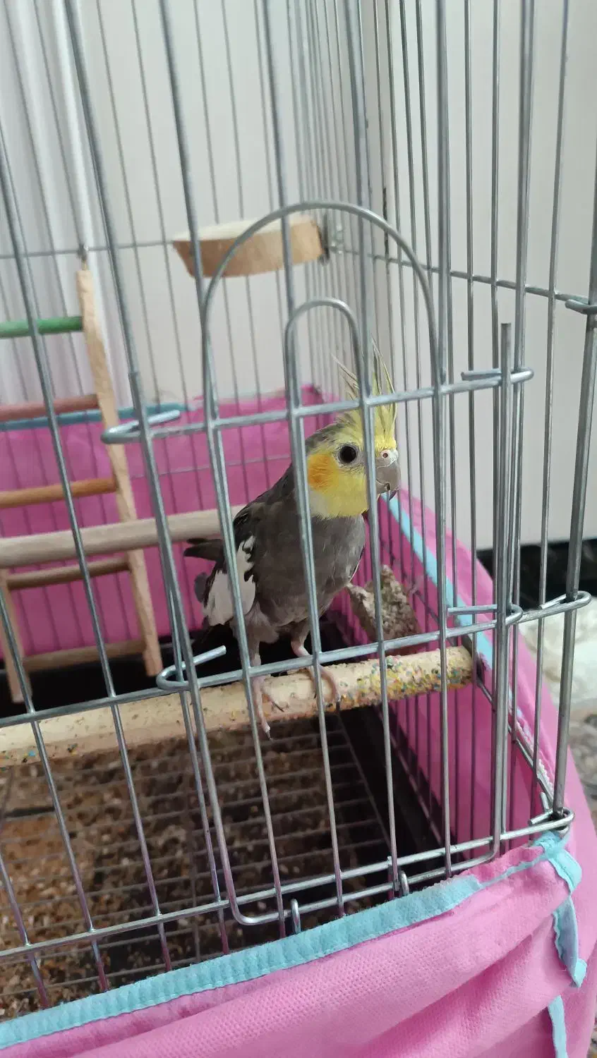 عروس هلندی نر سخنگو|پرنده|پاکدشت, پاکدشت (مامازند)|دیوار