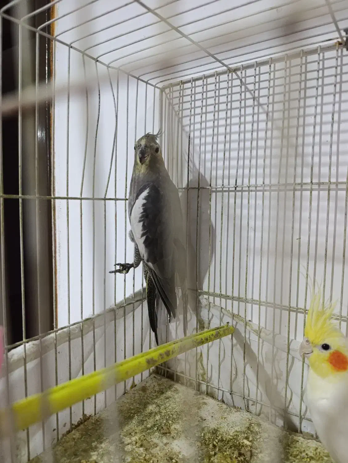 عروس هلندی|پرنده|گلبهار, شهر جدید گلبهار|دیوار