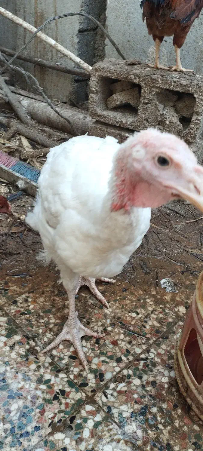 بوقلمون بیوتی۶|حیوانات مزرعه|بندرعباس, |دیوار