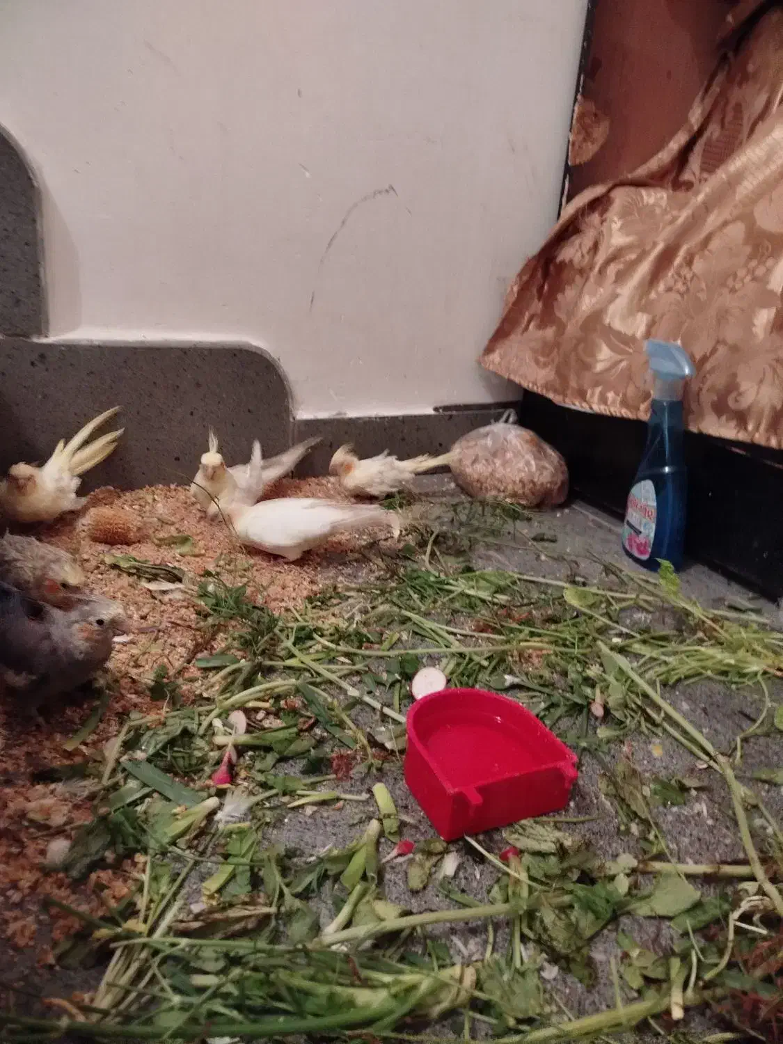 تعدادی عروس هلندی نرو ماده|پرنده|تبریز, |دیوار