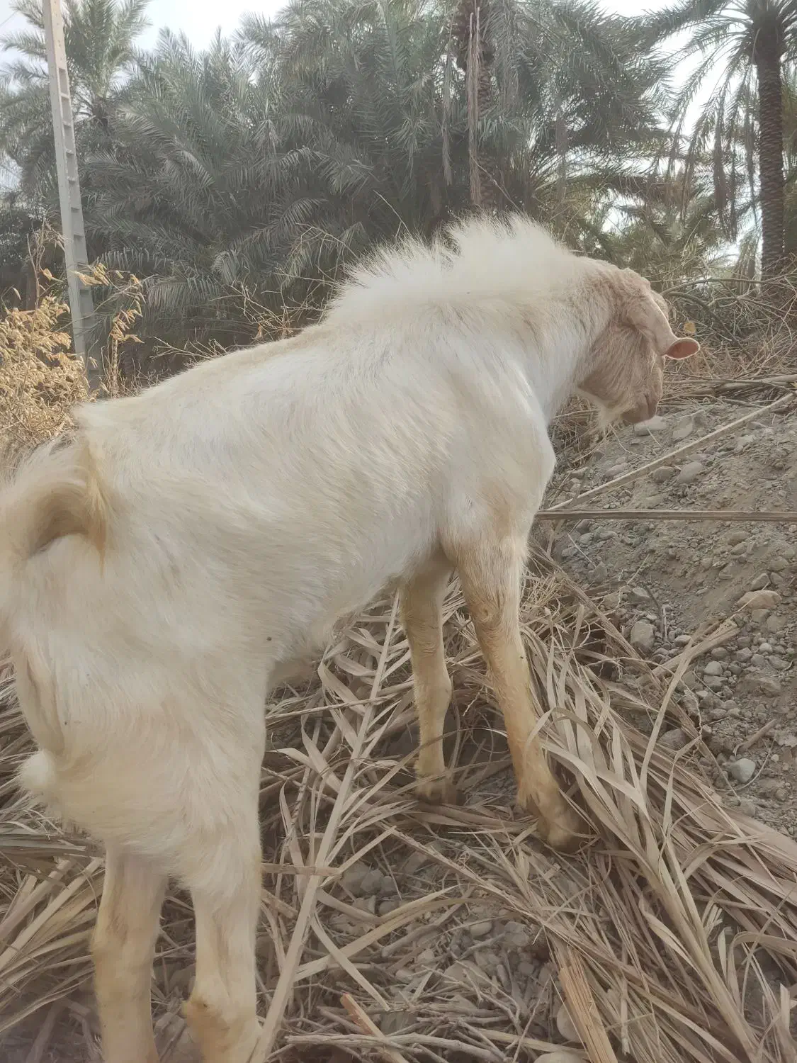 نری فروشی|حیوانات مزرعه|اسماعیلی, |دیوار