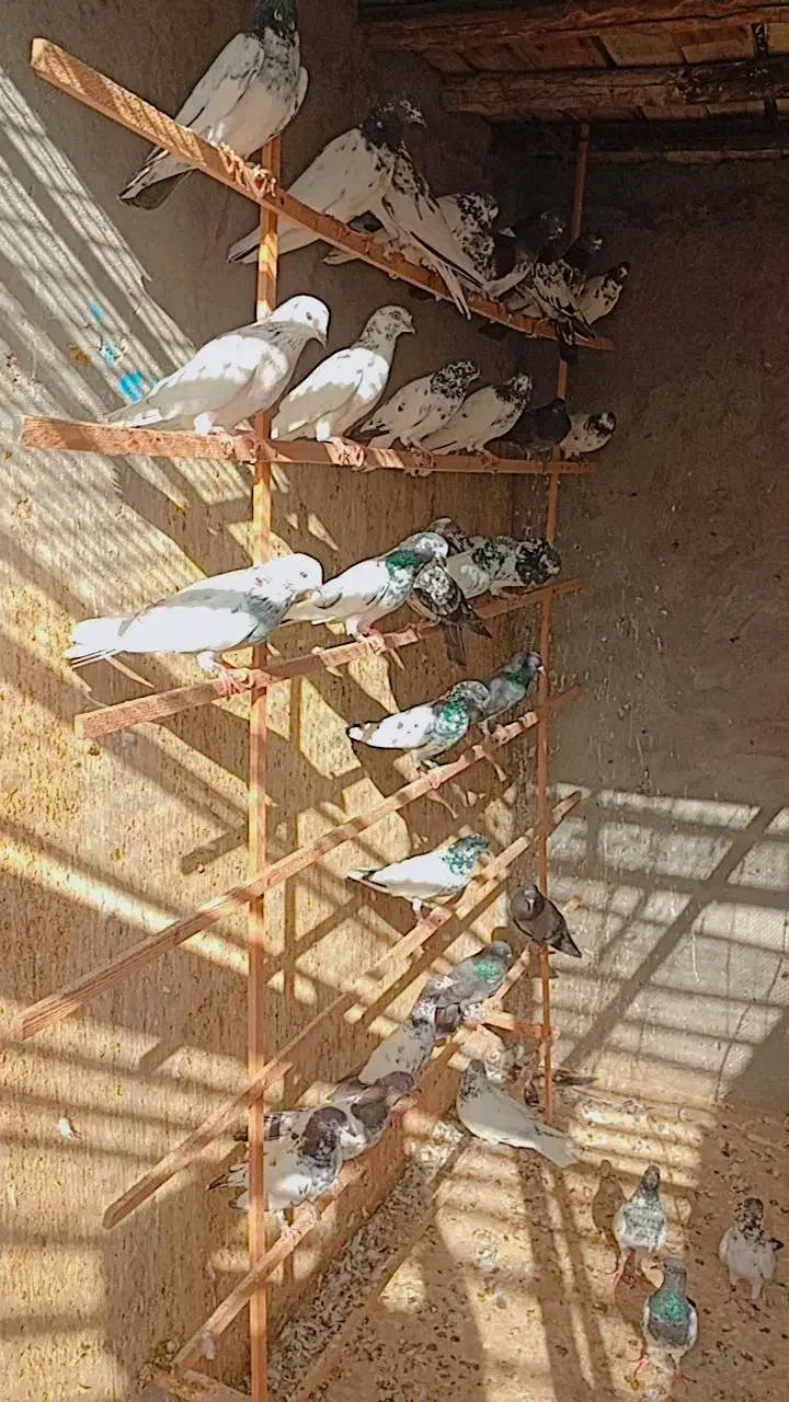 کفتر|پرنده|قشم, |دیوار