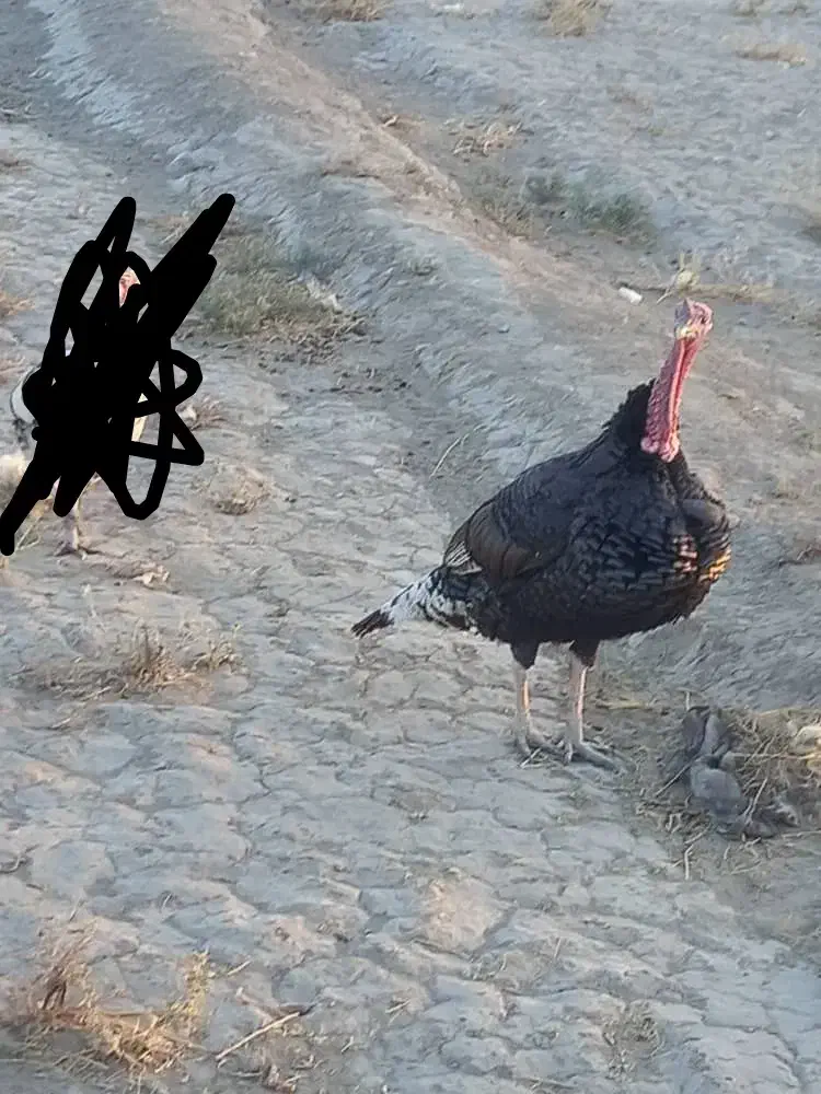 بقلمون|حیوانات مزرعه|زهک, |دیوار