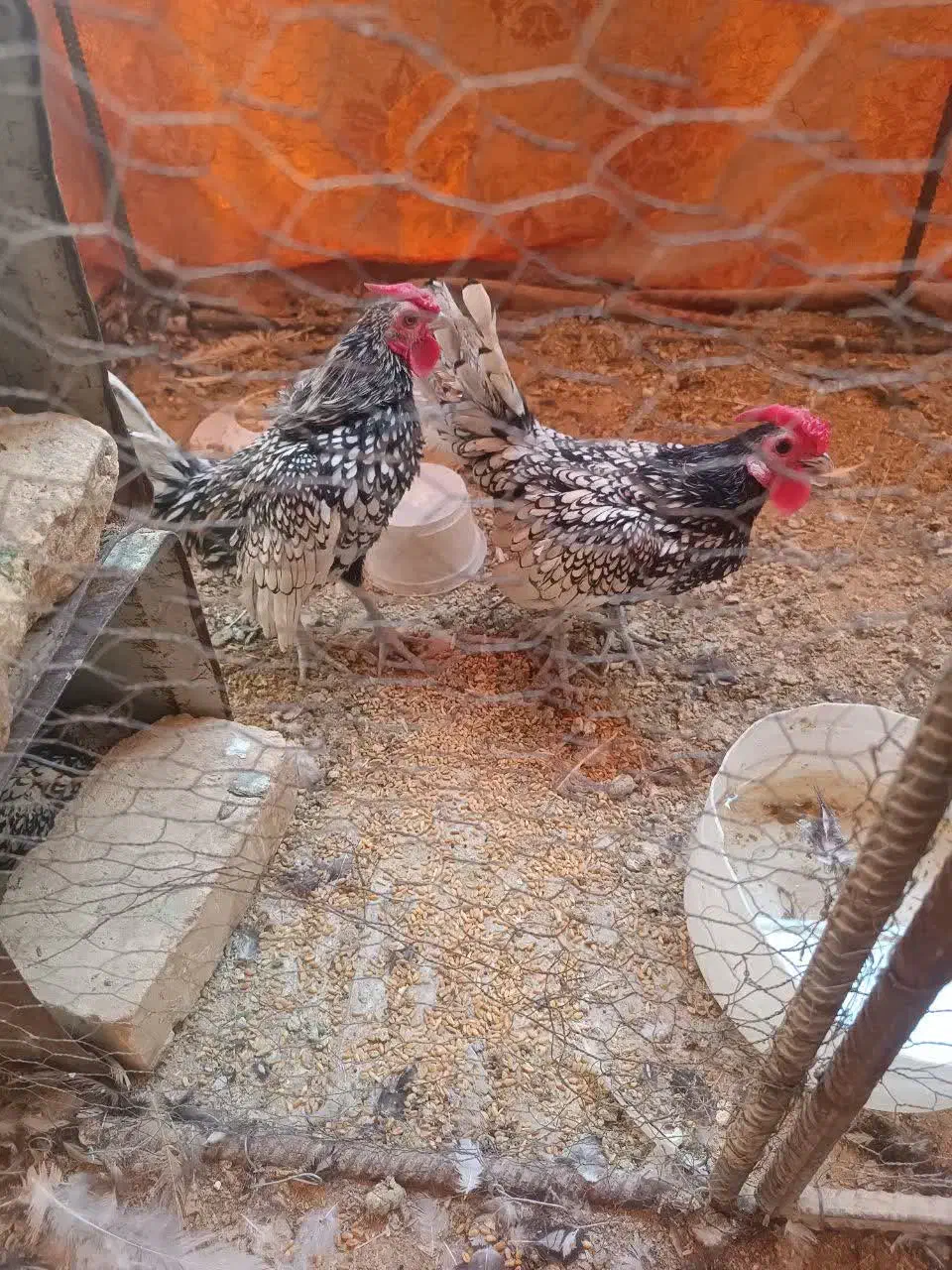 خروس مینیاتوری|حیوانات مزرعه|مهریز, |دیوار