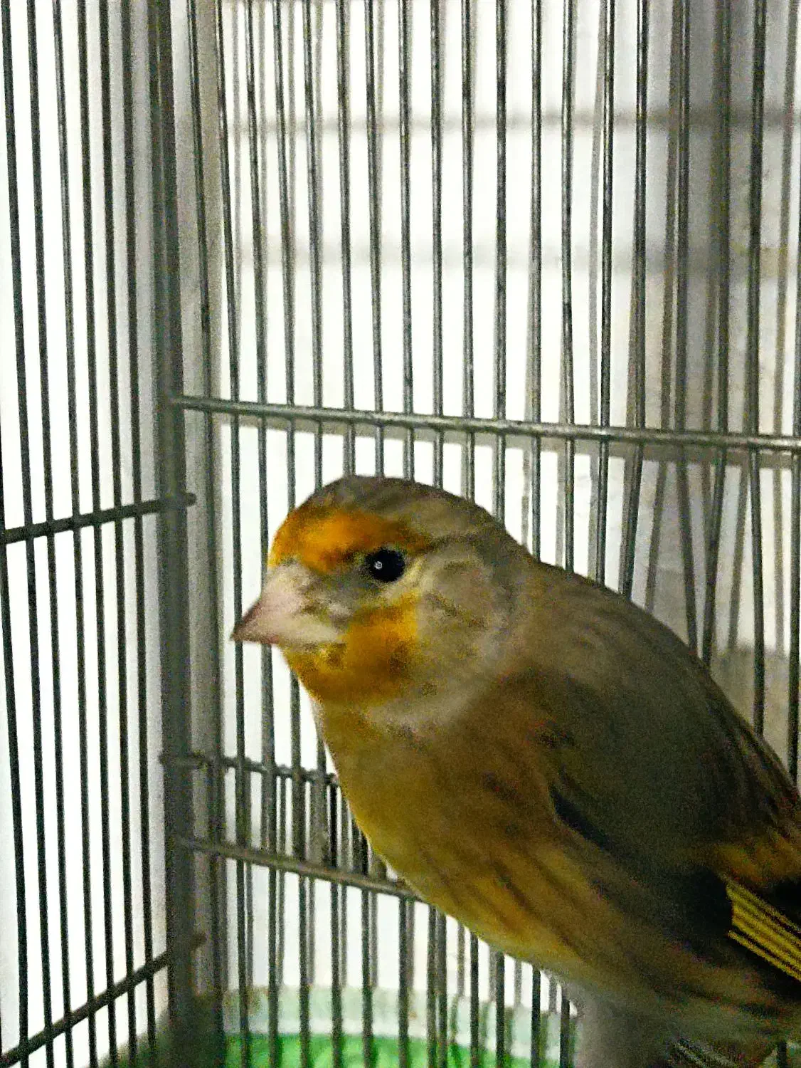 سهره قناره نرخوش رنگ|پرنده|کرمانشاه, |دیوار