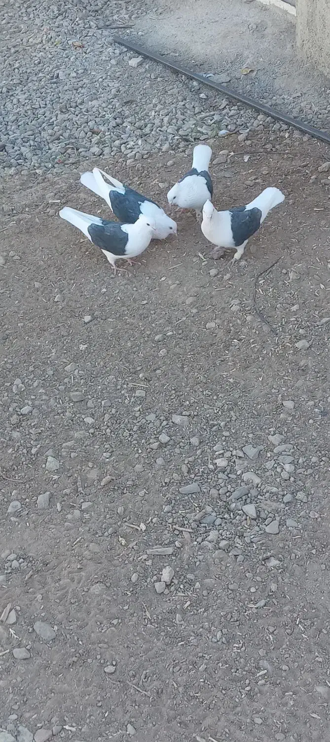 پشتدار|پرنده|بشاریات, |دیوار