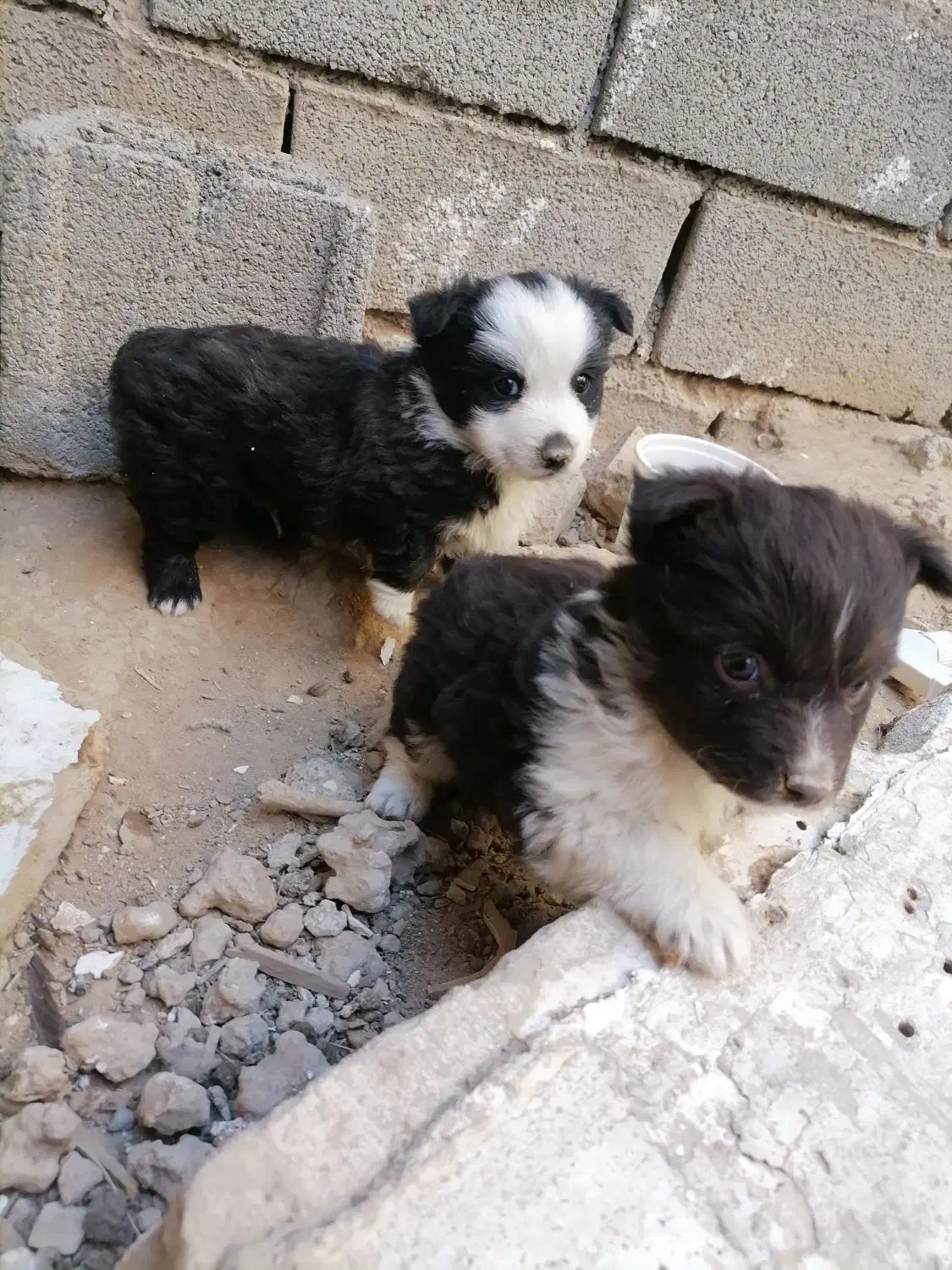 توله اشپیدز|سگ|مشهد, تبادکان|دیوار