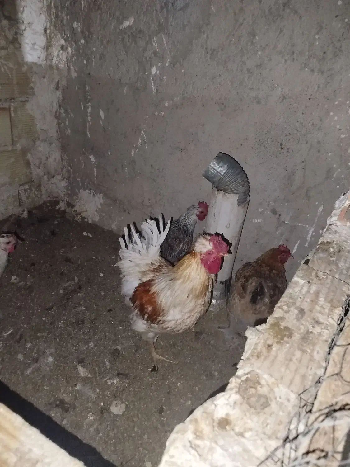 مرغ وخروس|حیوانات مزرعه|محمدیه-قزوین, |دیوار