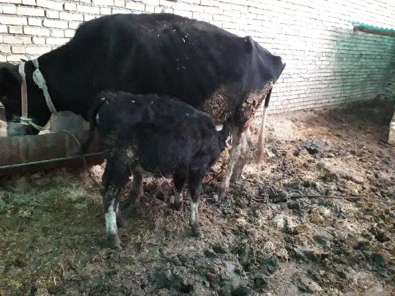 گاو|حیوانات مزرعه|شوشتر, |دیوار