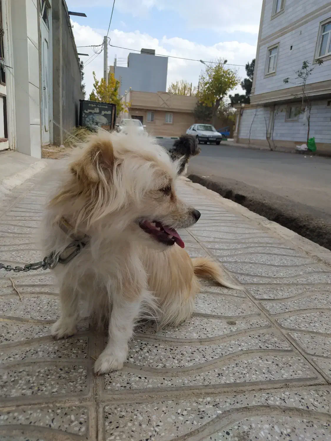 سگ خانگی|سگ|رامند, |دیوار