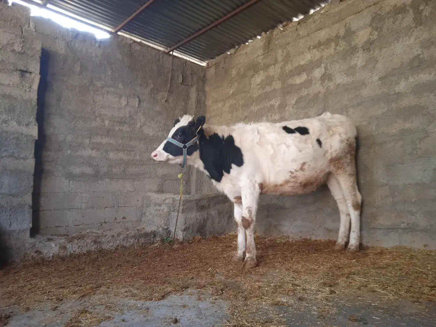 گوساله|حیوانات مزرعه|چگنی, |دیوار