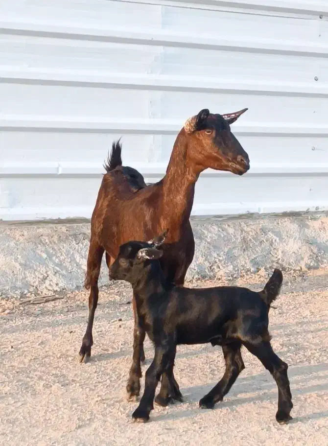 بز صلاله اصل|حیوانات مزرعه|بندرعباس, |دیوار