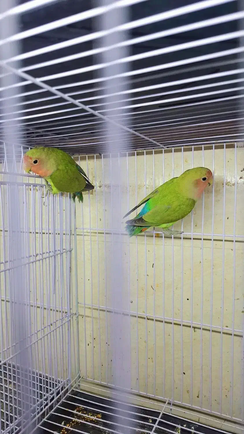 پرنده ها فروشی ب علت جمع کردن|پرنده|سراوان, |دیوار