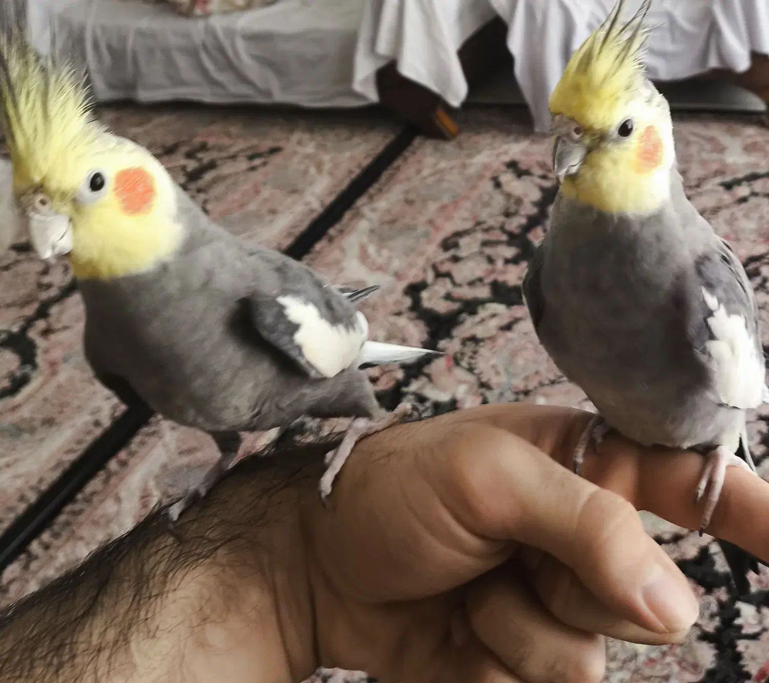 عروس هلندی دستی سخنگو|پرنده|اندیشه, اندیشه فاز ۱|دیوار