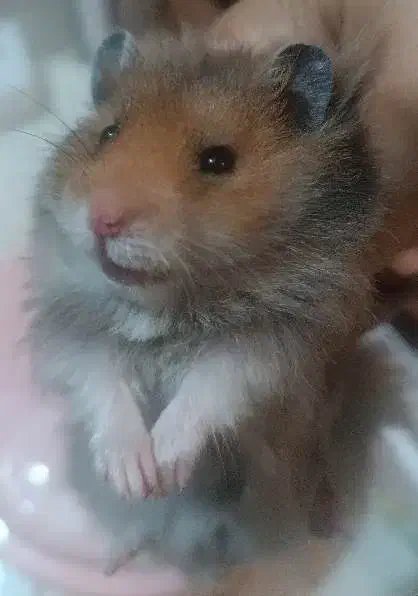 همسترهای بانمک و فشن|موش و خرگوش|شیراز, فرگاز|دیوار