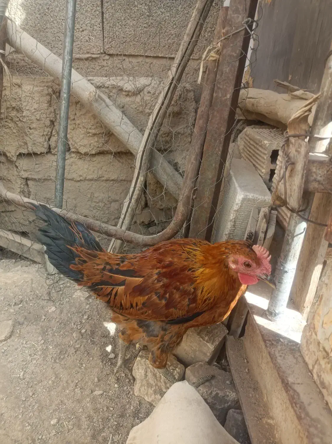 خروس لری|حیوانات مزرعه|خمینی‌شهر, |دیوار