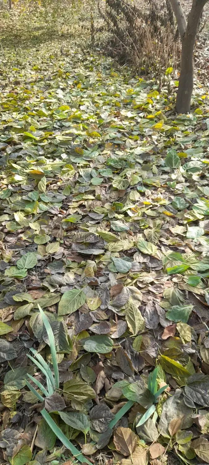 برگ درختان خوراک برای دام|گل و گیاه طبیعی|خسروشاه, |دیوار