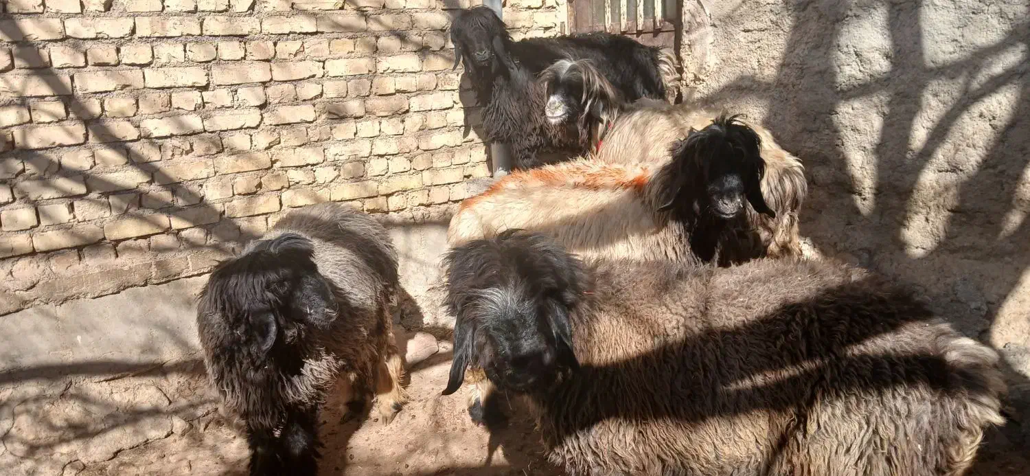 فروشی|حیوانات مزرعه|بابا حیدر, |دیوار