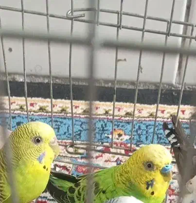 جفت مرغ عشق مولد (اماده) معاوضه با کفتر هم دارم|پرنده|کرمان, |دیوار