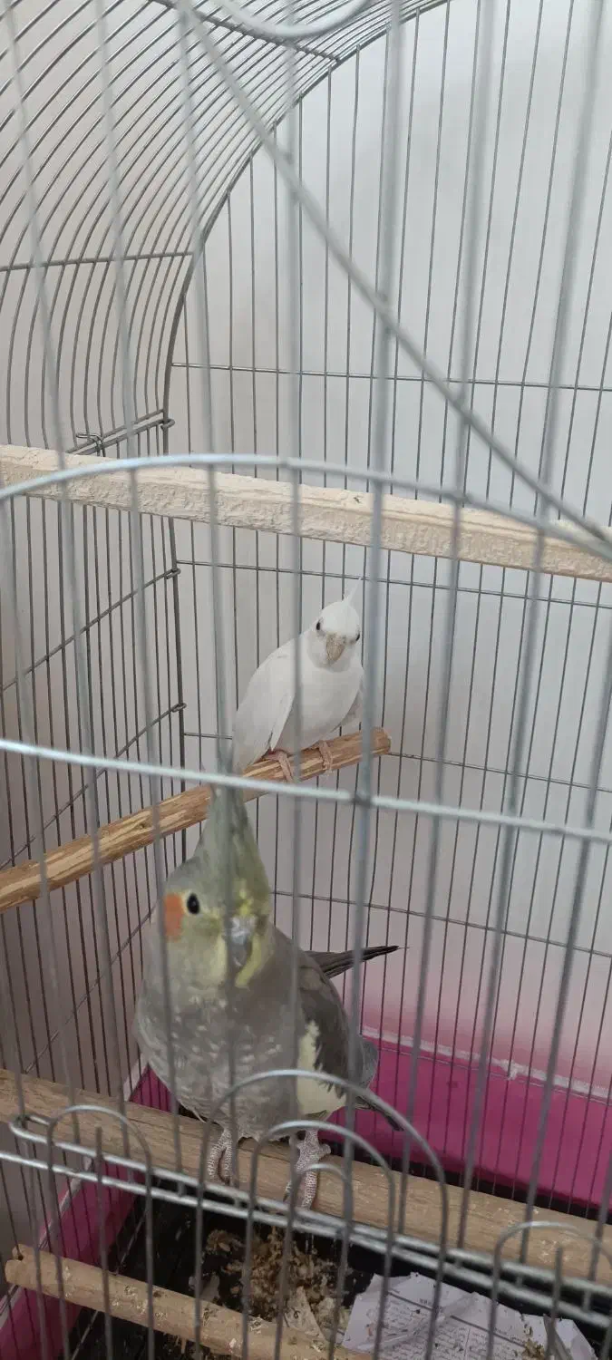 عروس هلندی آلبینو ماده سالم و سر حال|پرنده|محمدیه-قزوین, |دیوار