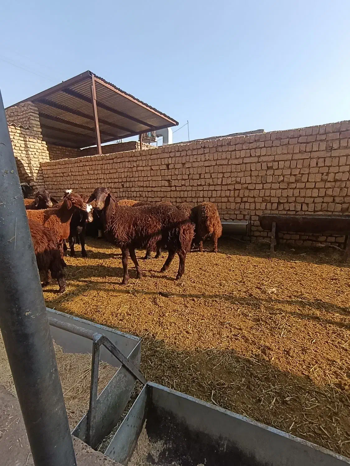 بره نر وماده|حیوانات مزرعه|پیر بکران, |دیوار