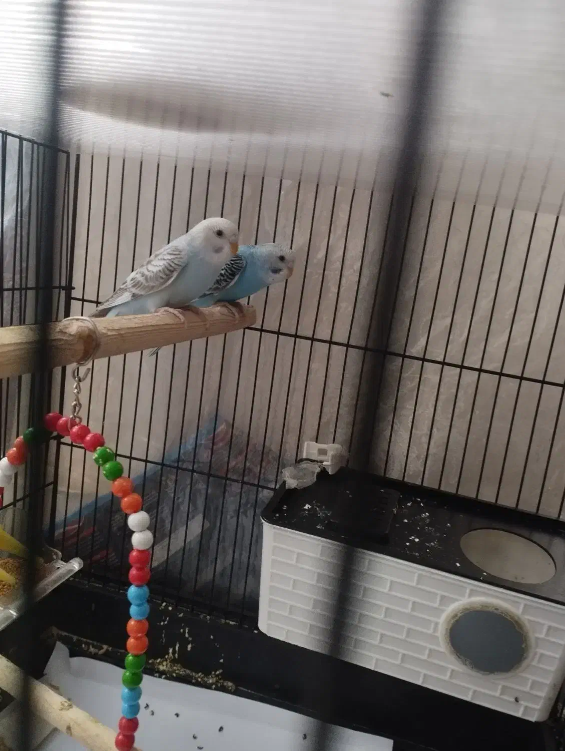 مرغ های عشق رنگارنگ|پرنده|سنندج, |دیوار